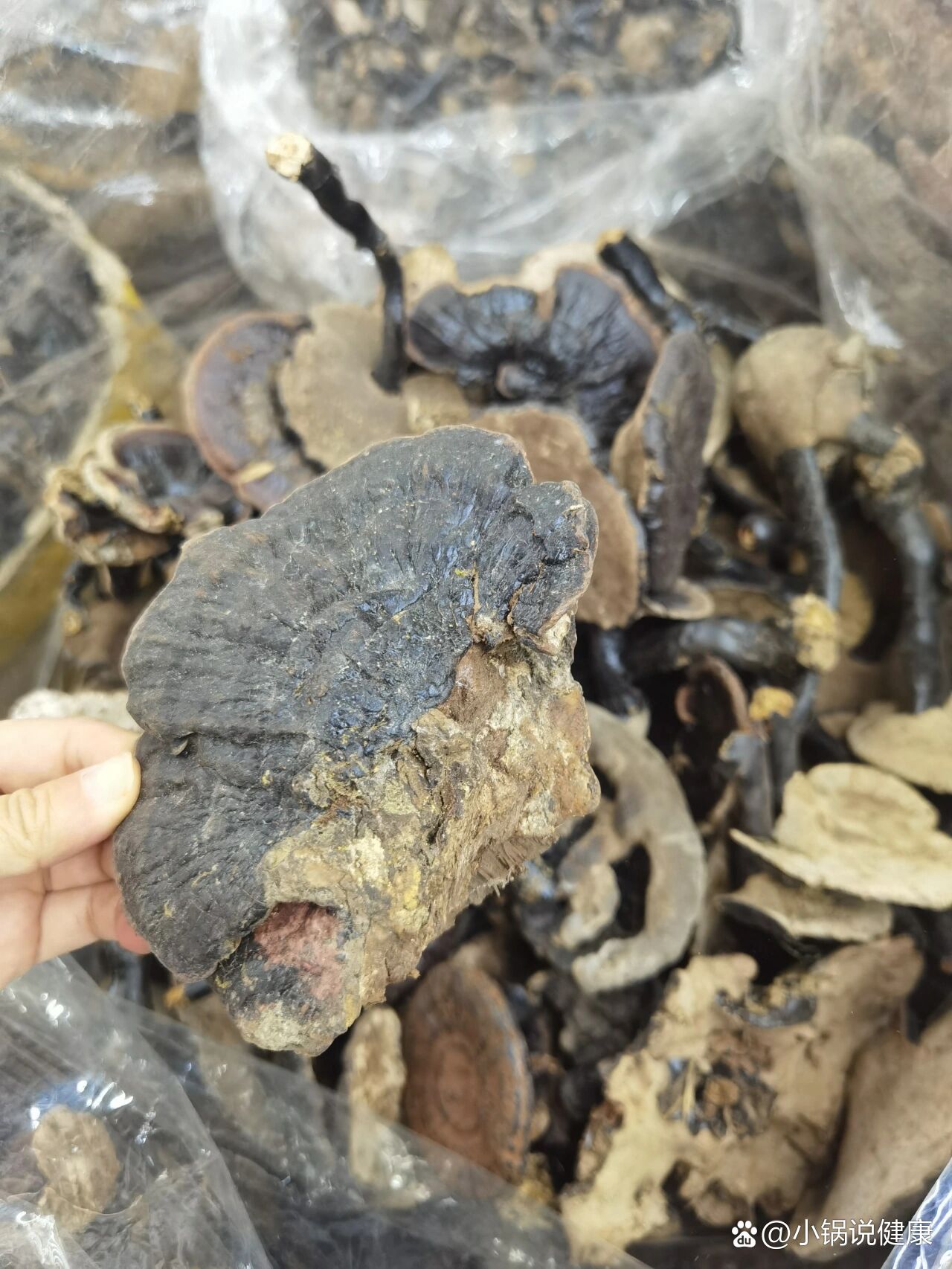 云南货野生黑灵芝,5到10公分粗的350一斤.