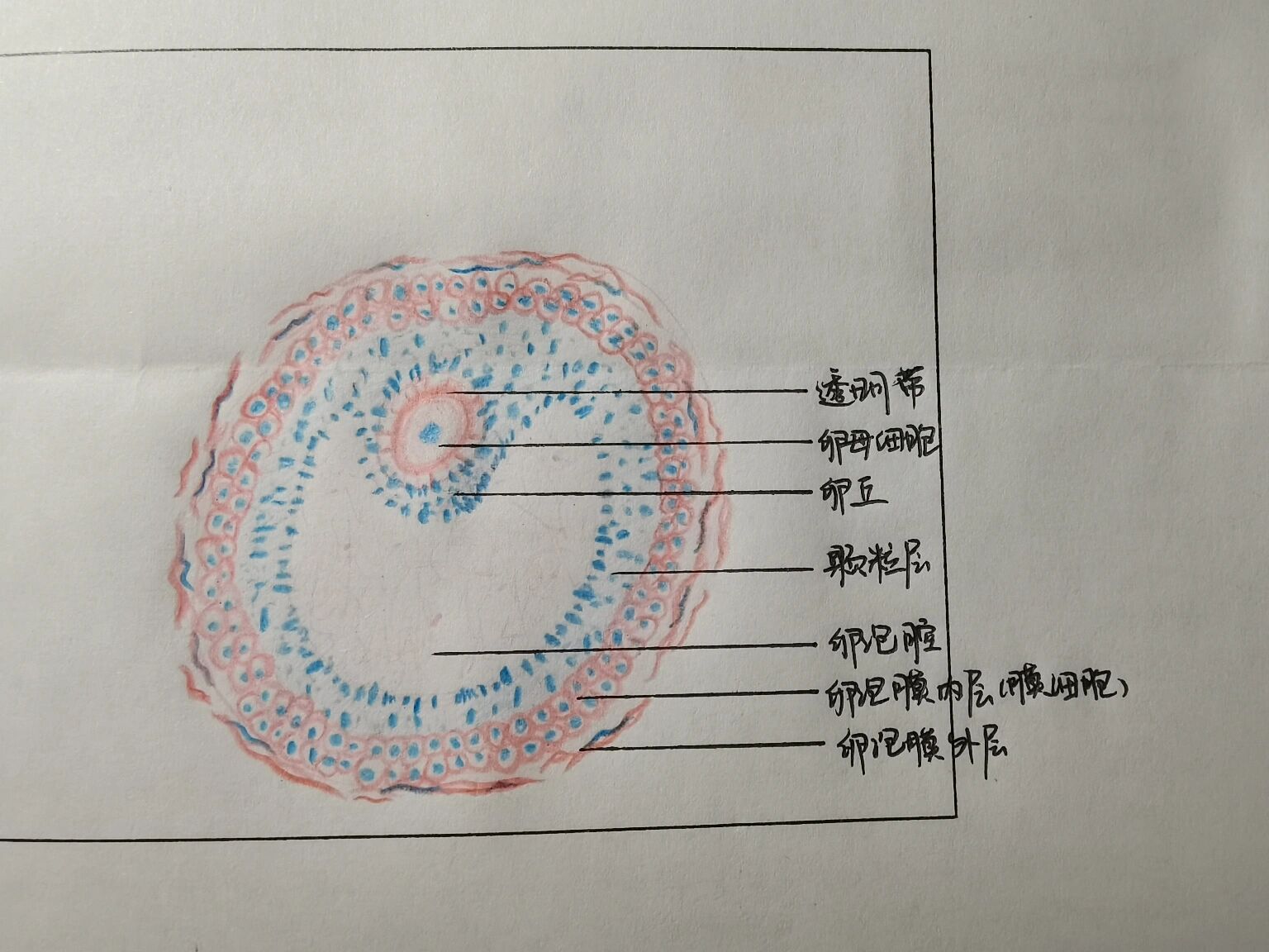 次级卵母细胞手绘图片