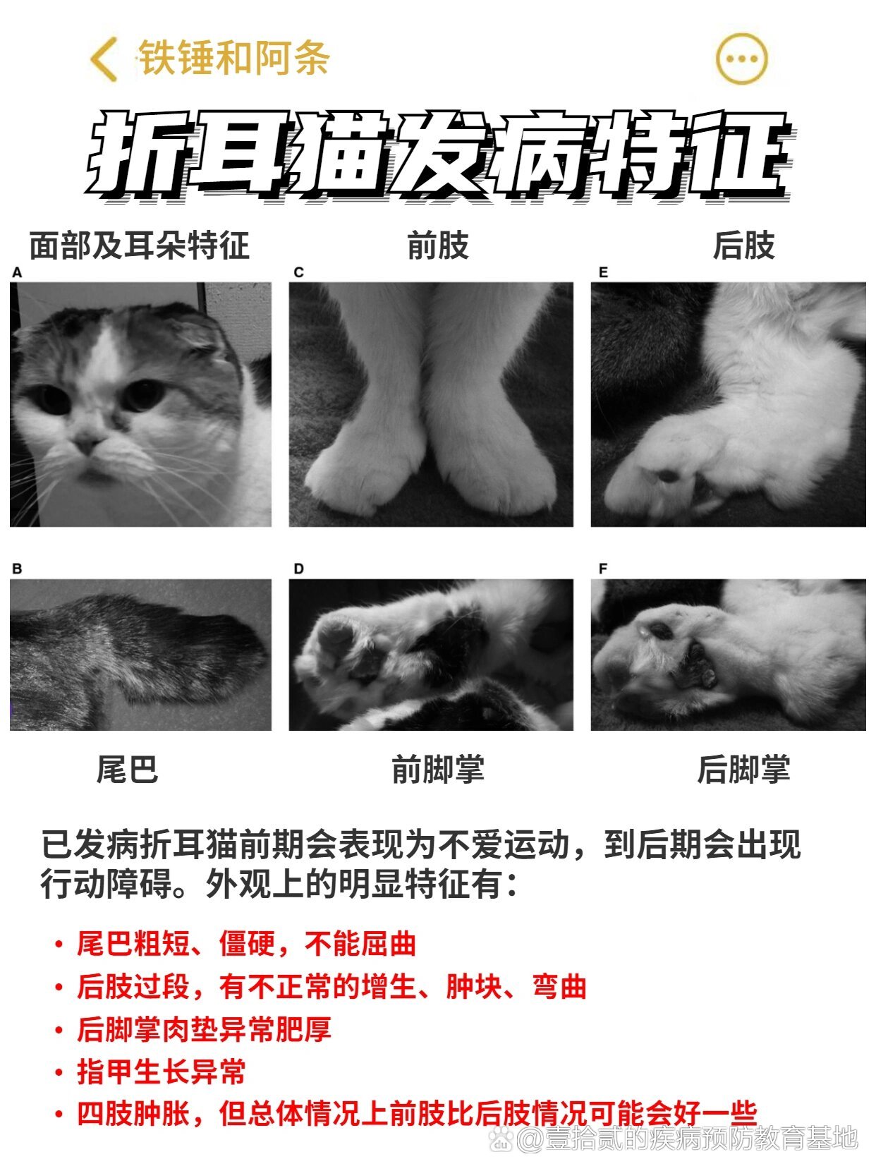 折耳猫发病片子图片