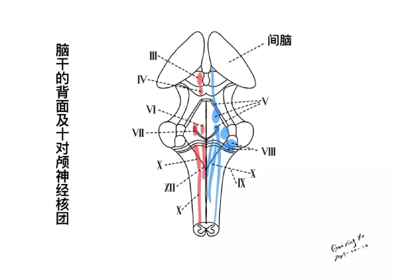 脑干背面观图片