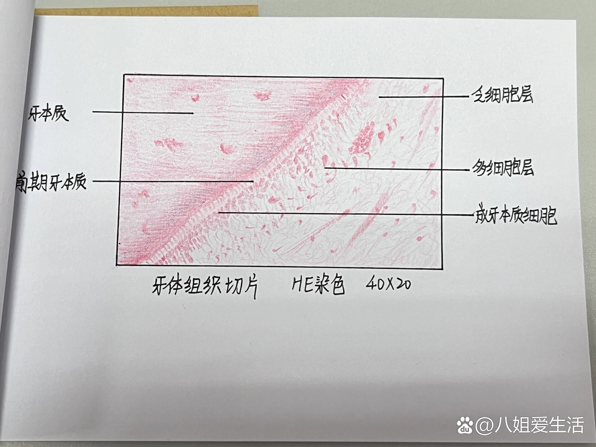  p>口腔组织病理红蓝铅笔绘图(更新) br>p2硬腭黏膜(he染色,200x)  br
