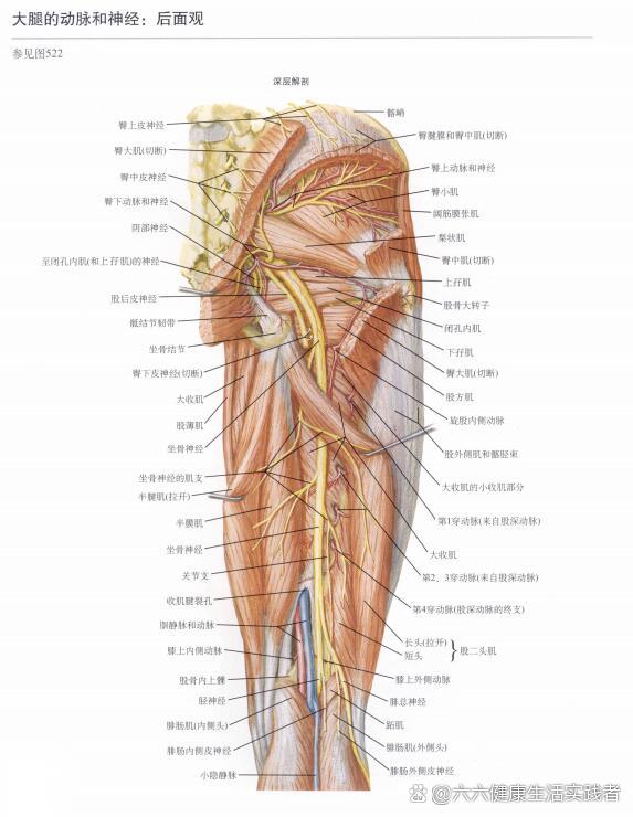 【下肢解剖图系列】——腿部动脉神经解剖图