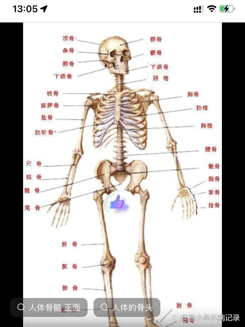 人体尾巴骨准确位置图图片