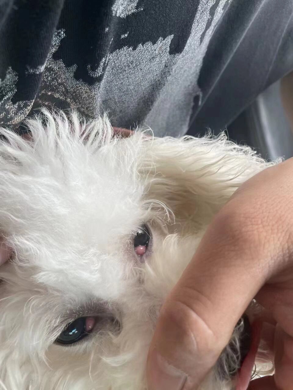 犬眼角长息肉,肿物