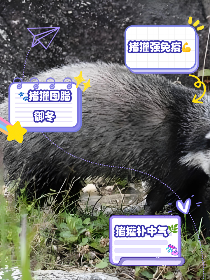 吃野生猪獾的好处