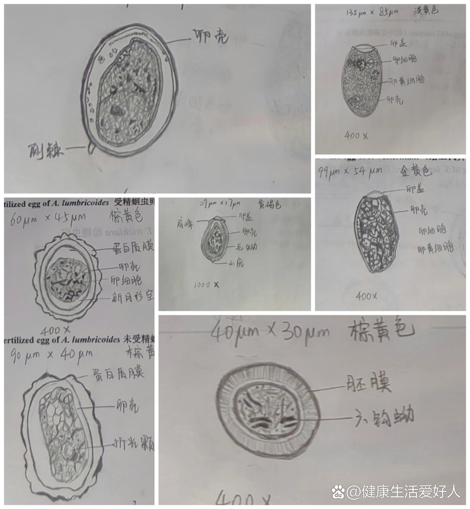 偏钒酸胺的链状结构图图片