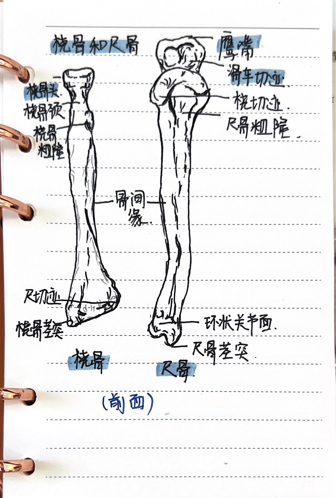 尺骨桡骨解剖图手绘图图片