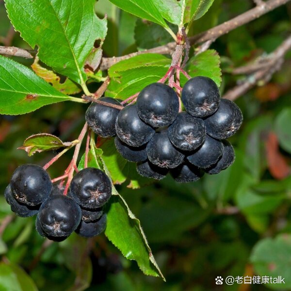 黑果花楸:促进消化