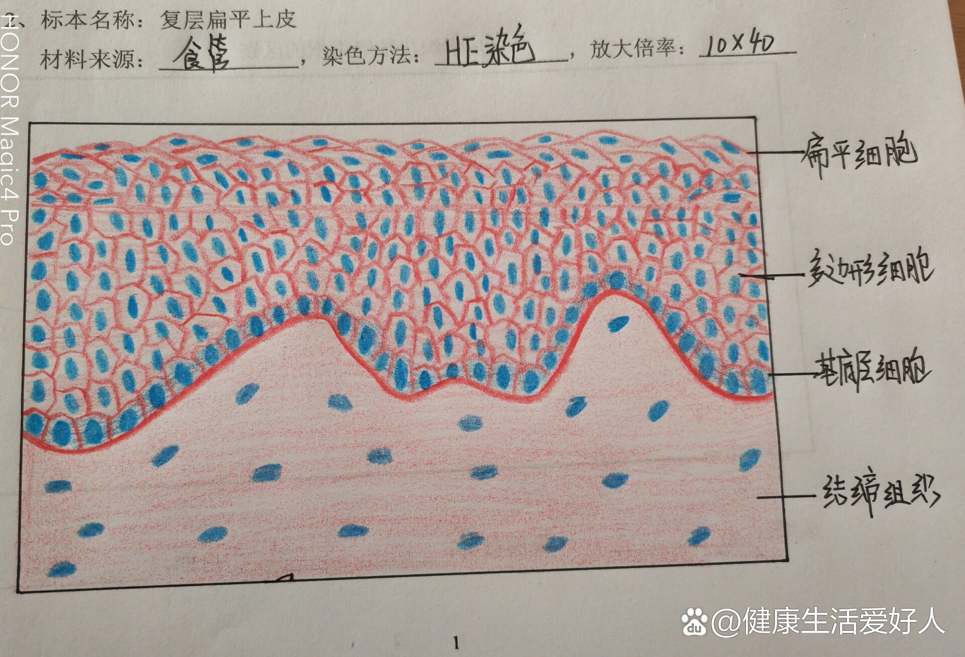 复层扁平上皮实验报告图片