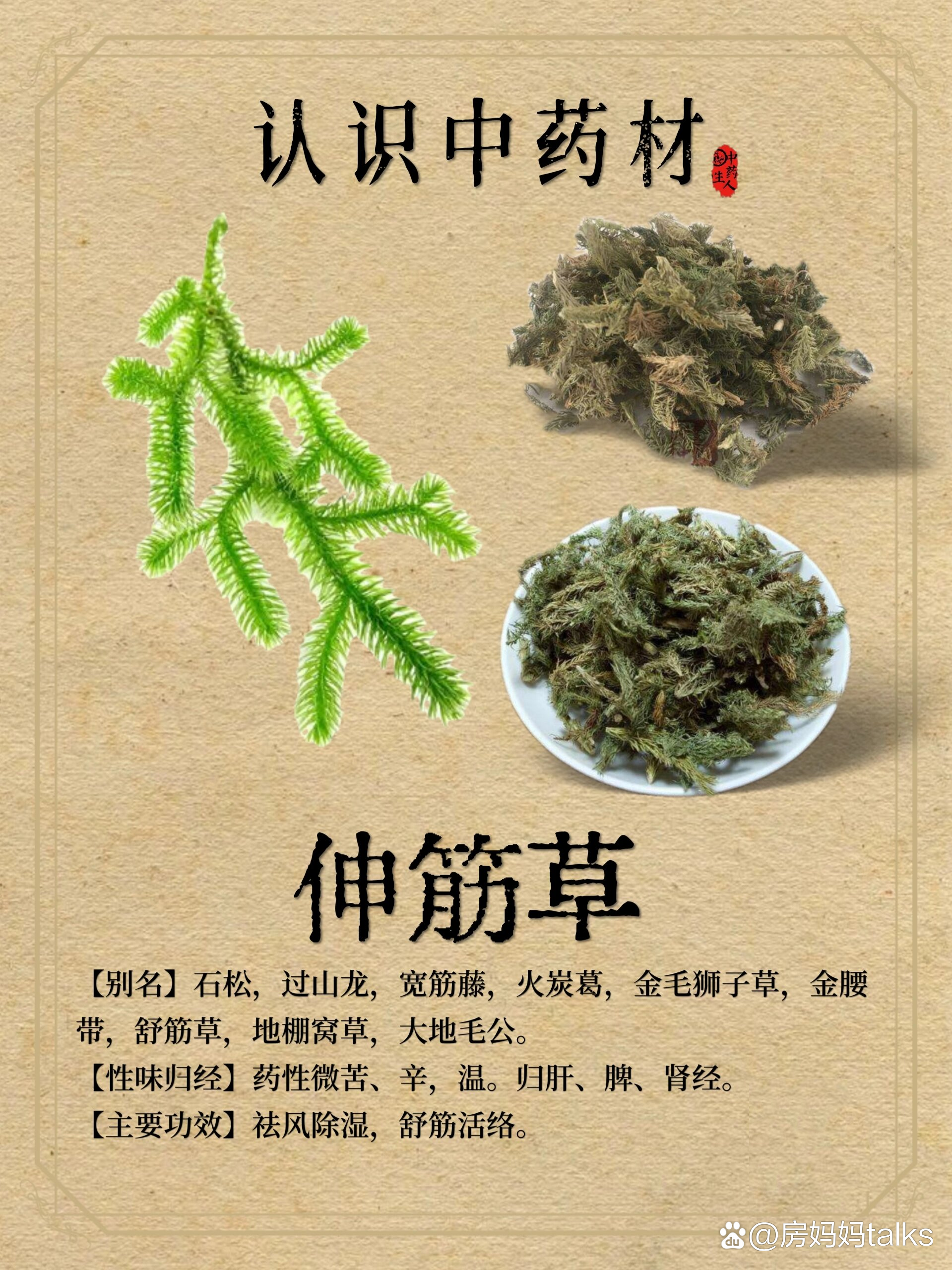 马尾伸筋草治中风偏瘫图片