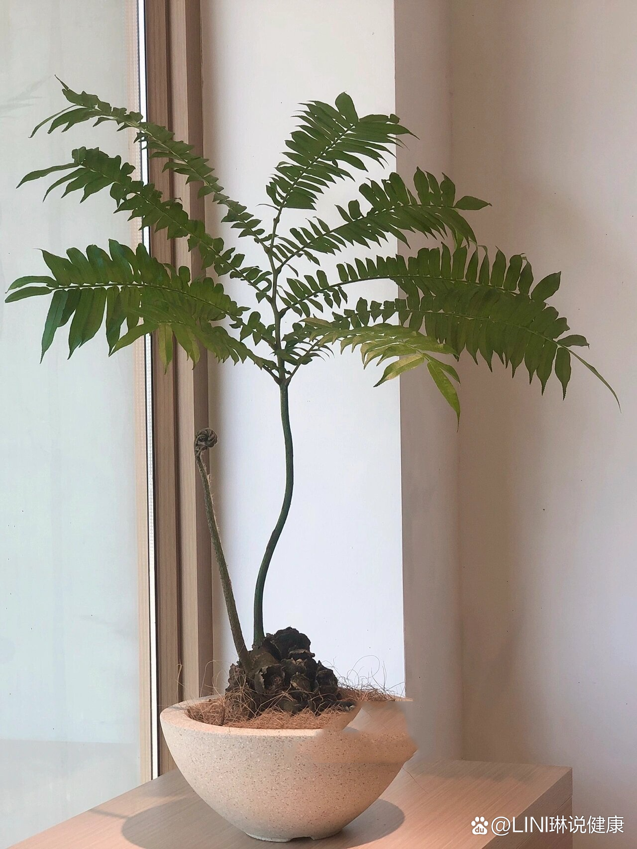 日系植物|观音莲座蕨