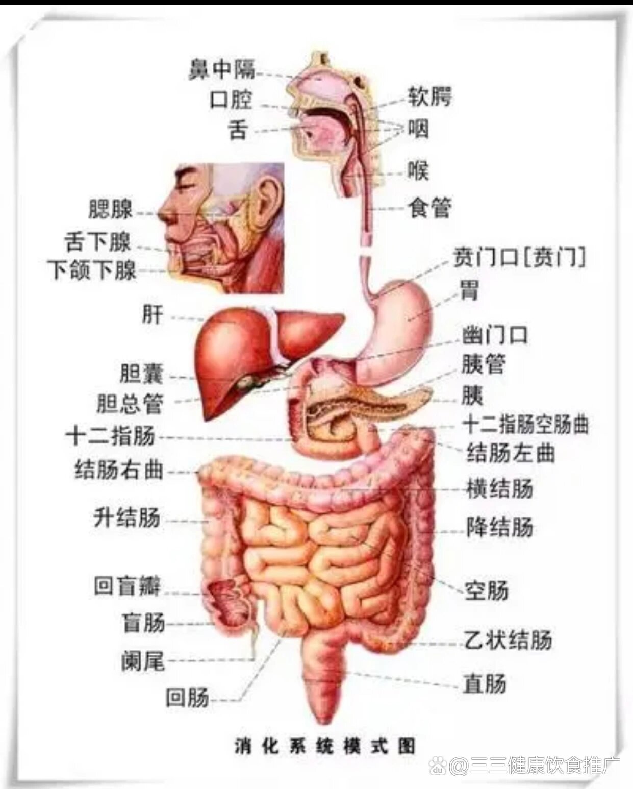 入腹腹痛图片