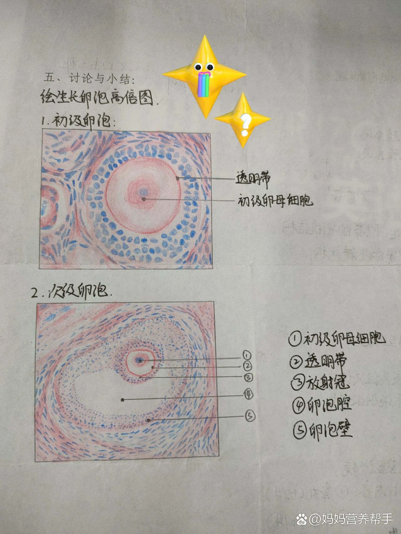 次级卵泡结构图图片