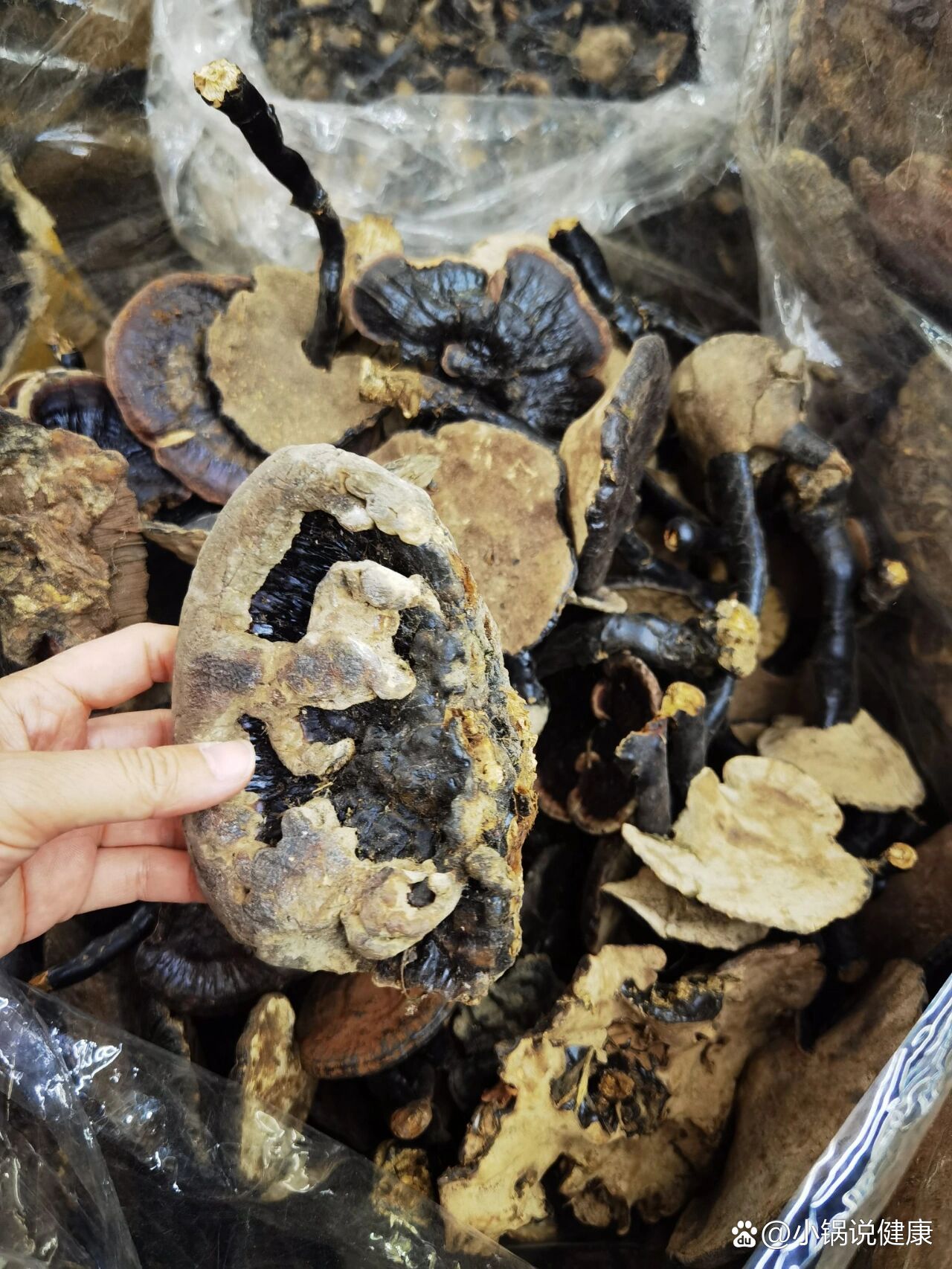 云南货野生黑灵芝,5到10公分粗的350一斤.