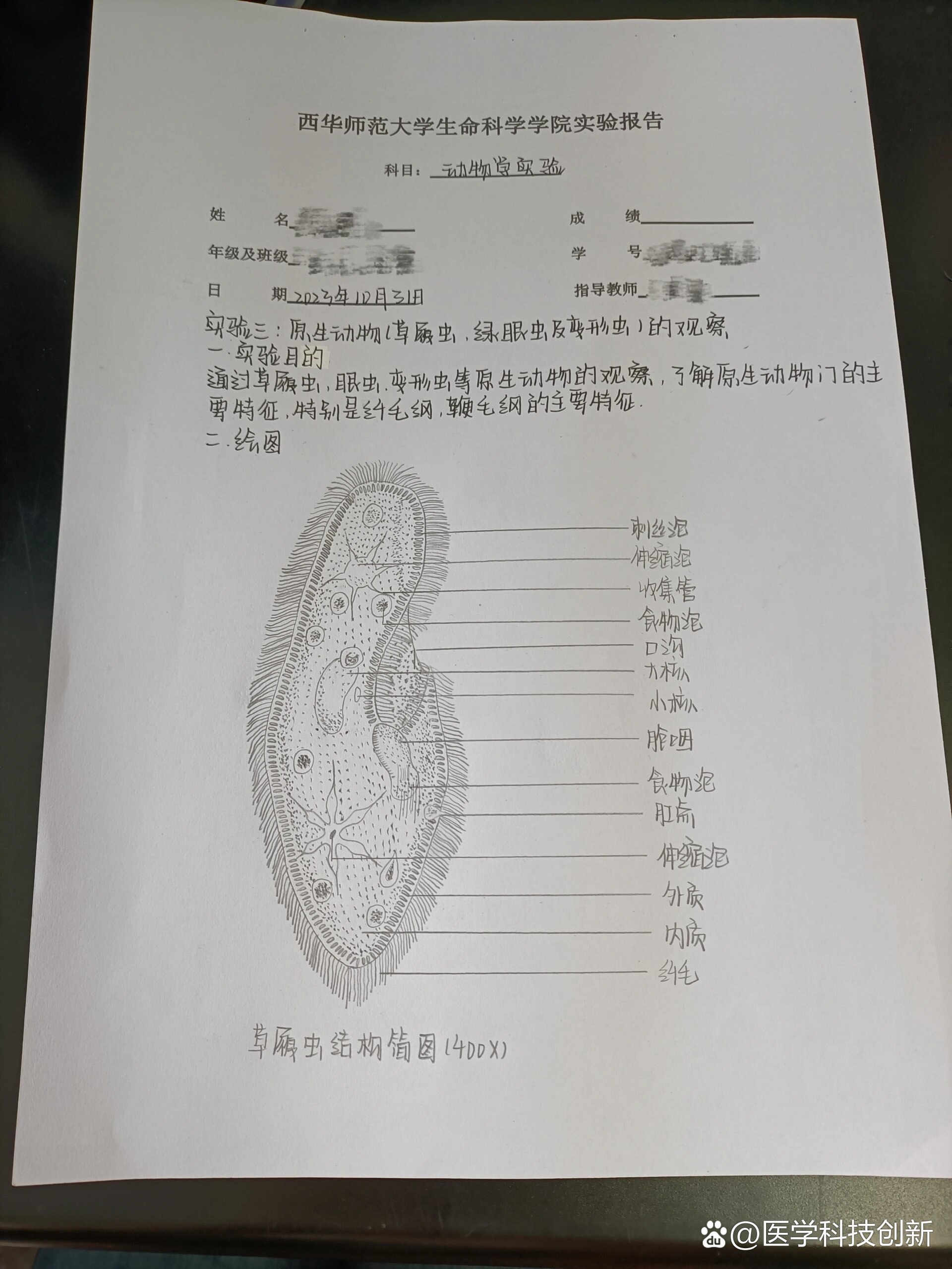 草履虫的手绘图图片