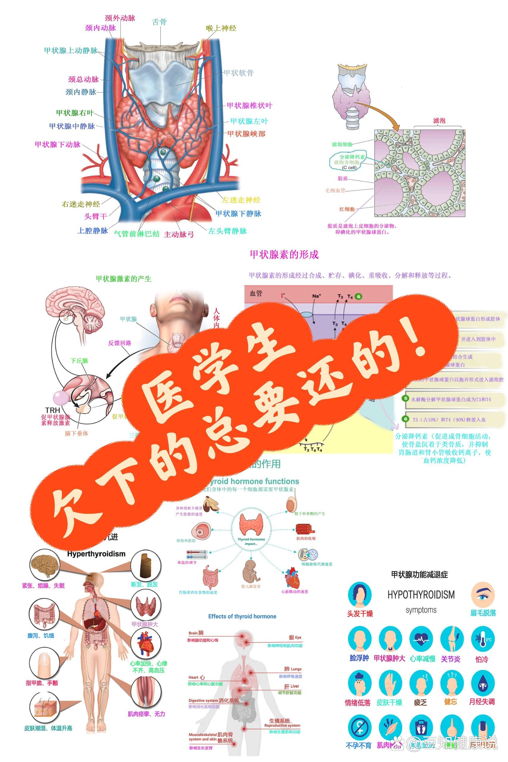 甲状腺素作用图片