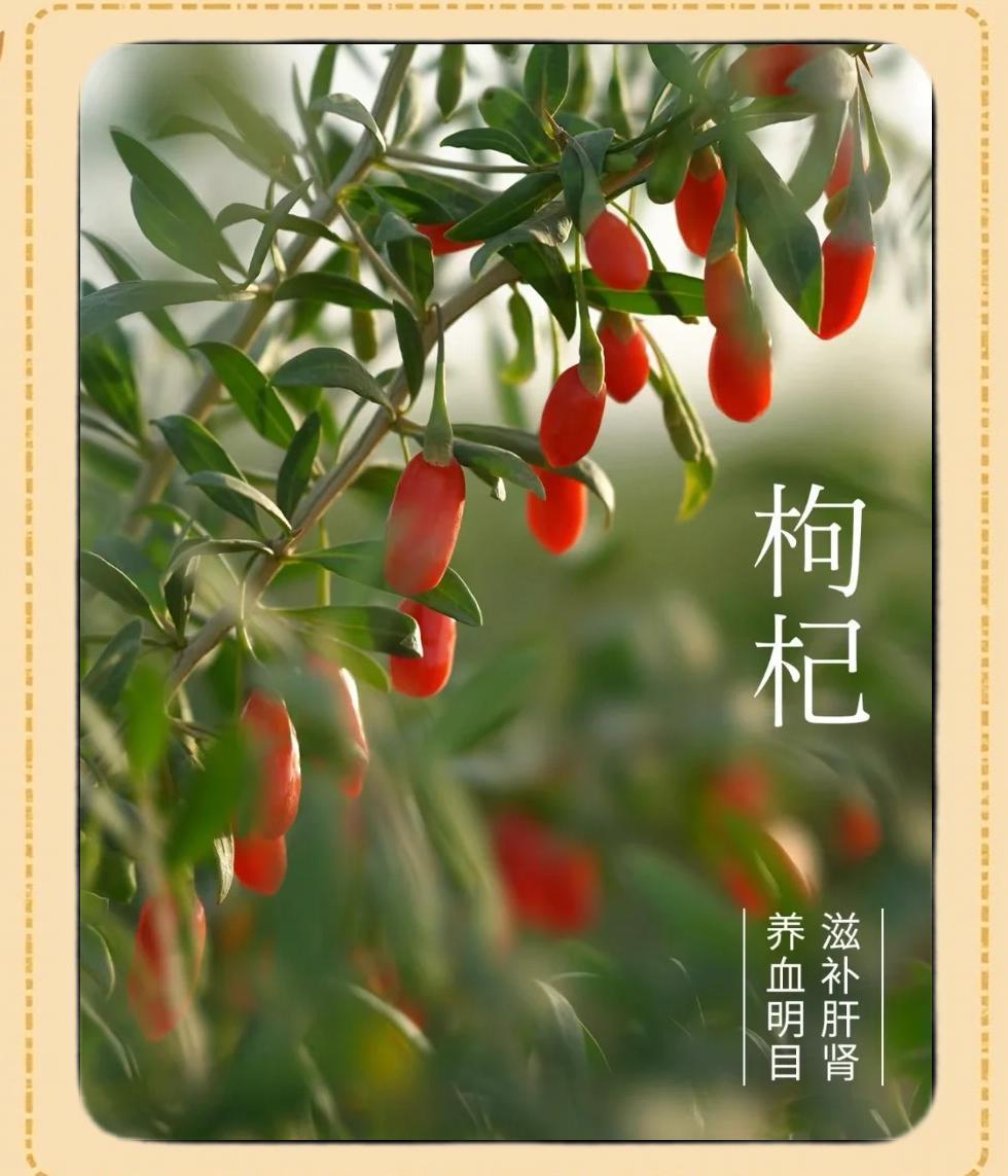 枸杞的神奇功效与作用：你知道多少？