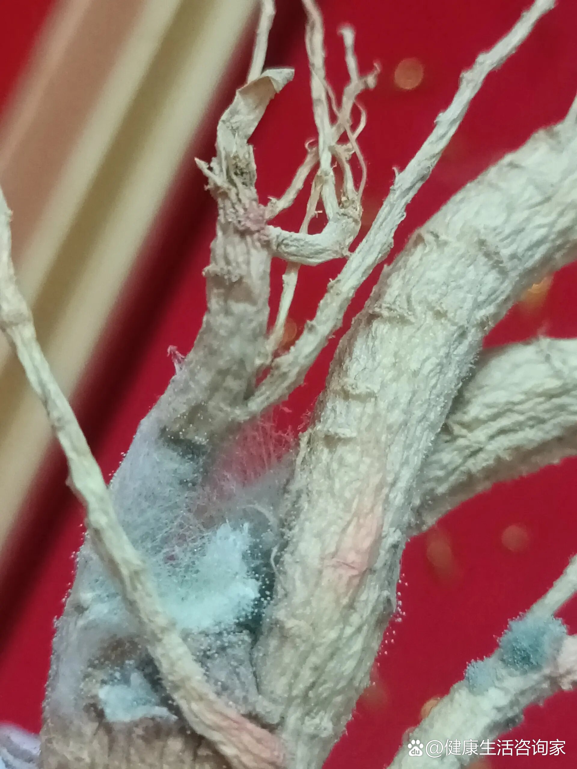 人参发霉了还能吃吗(;д;)