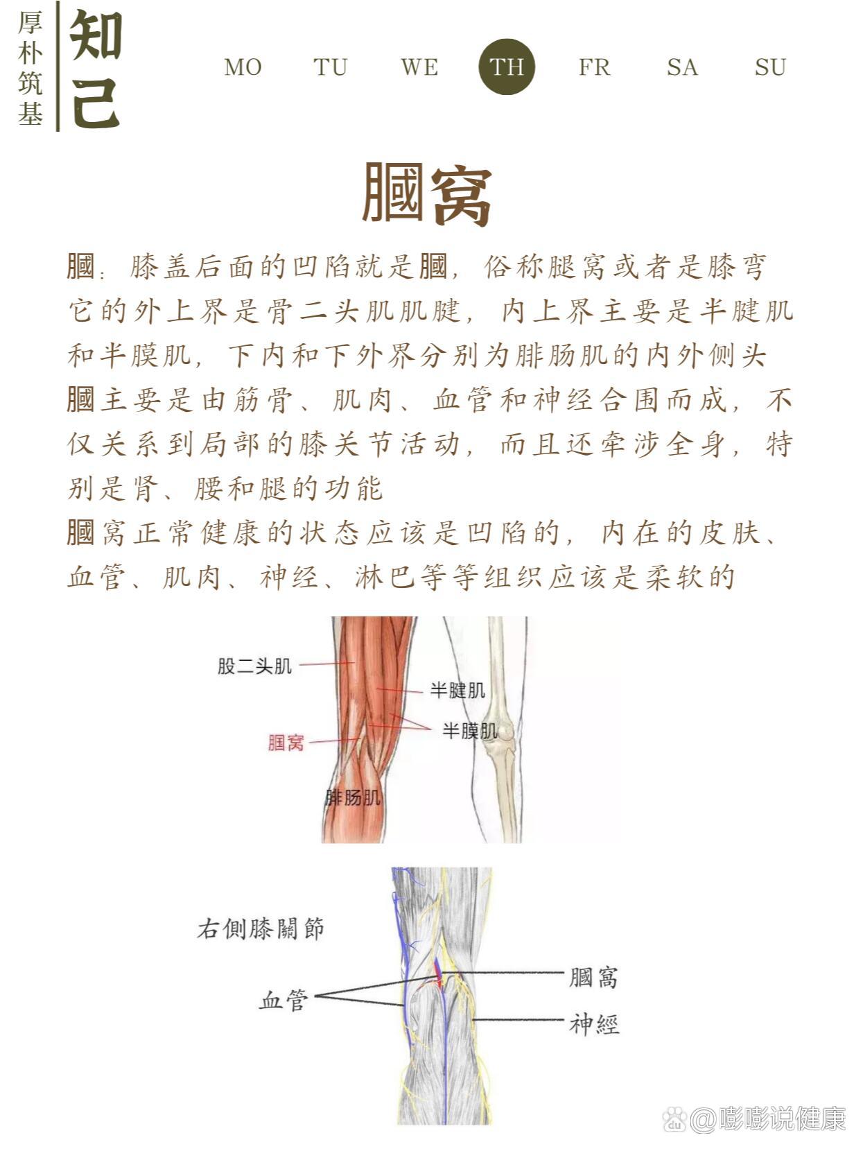 保养膝盖窝同样重要br1腘窝br2最爱的膀胱经