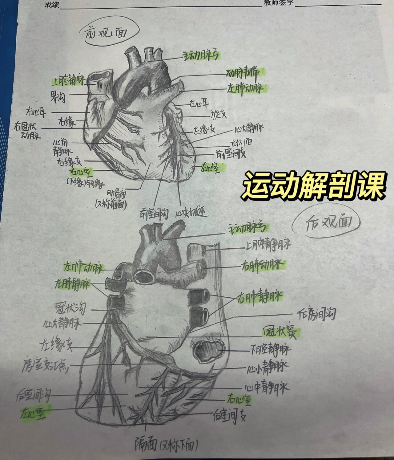 人体解剖图心脏手绘图片