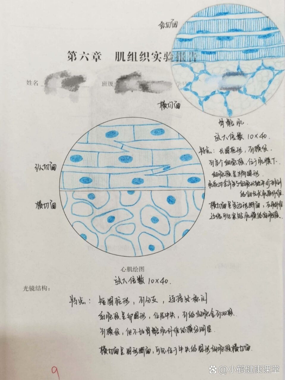 心肌纵切面图片