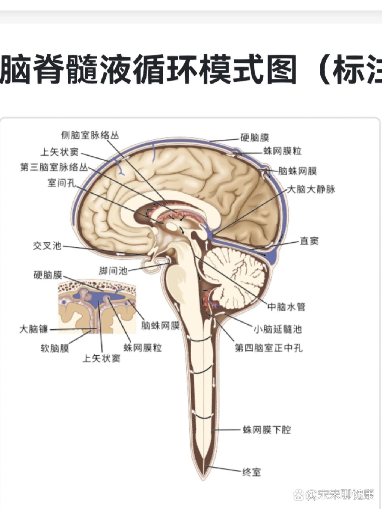 硬膜和蛛网膜的解剖图图片