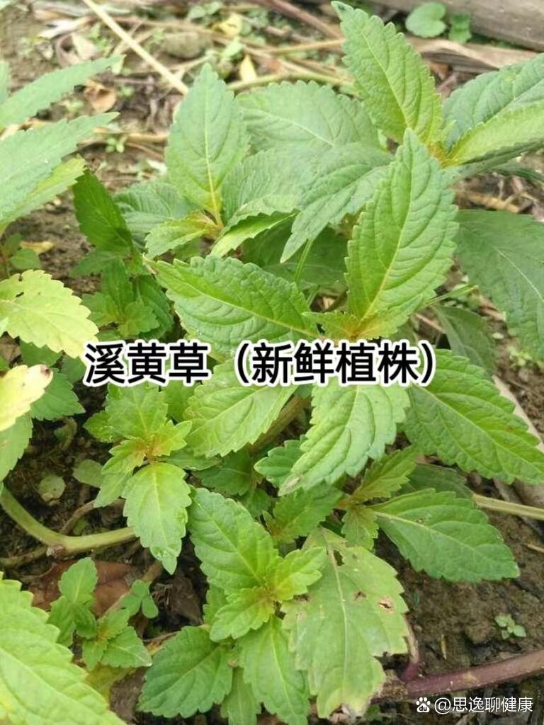 科普中91药【溪黄草】一味清热解毒92