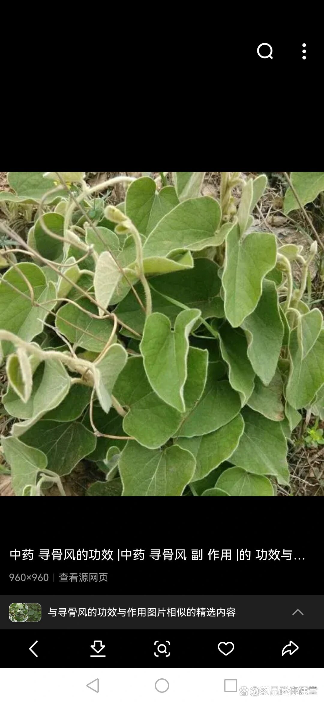 脆骨风草药图片图片