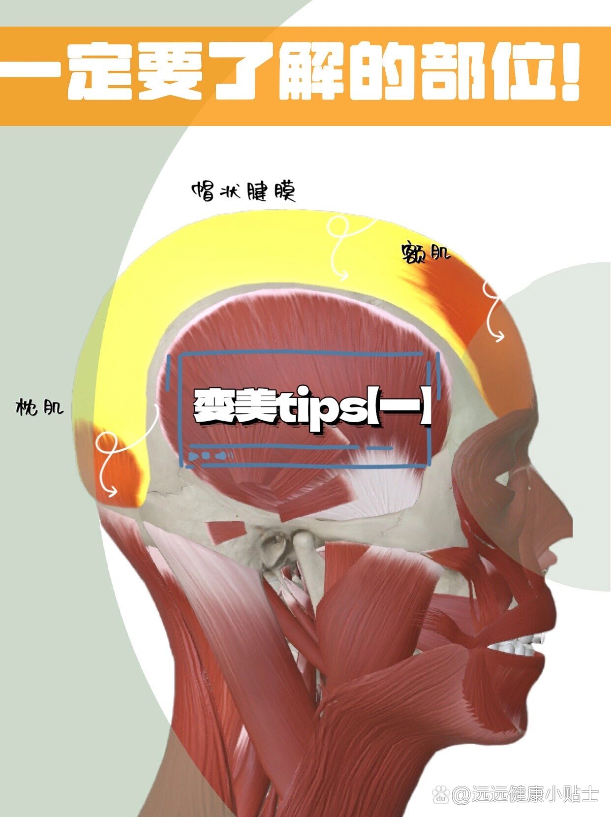 关于【帽状腱膜】【一】变美一定要了解的部位