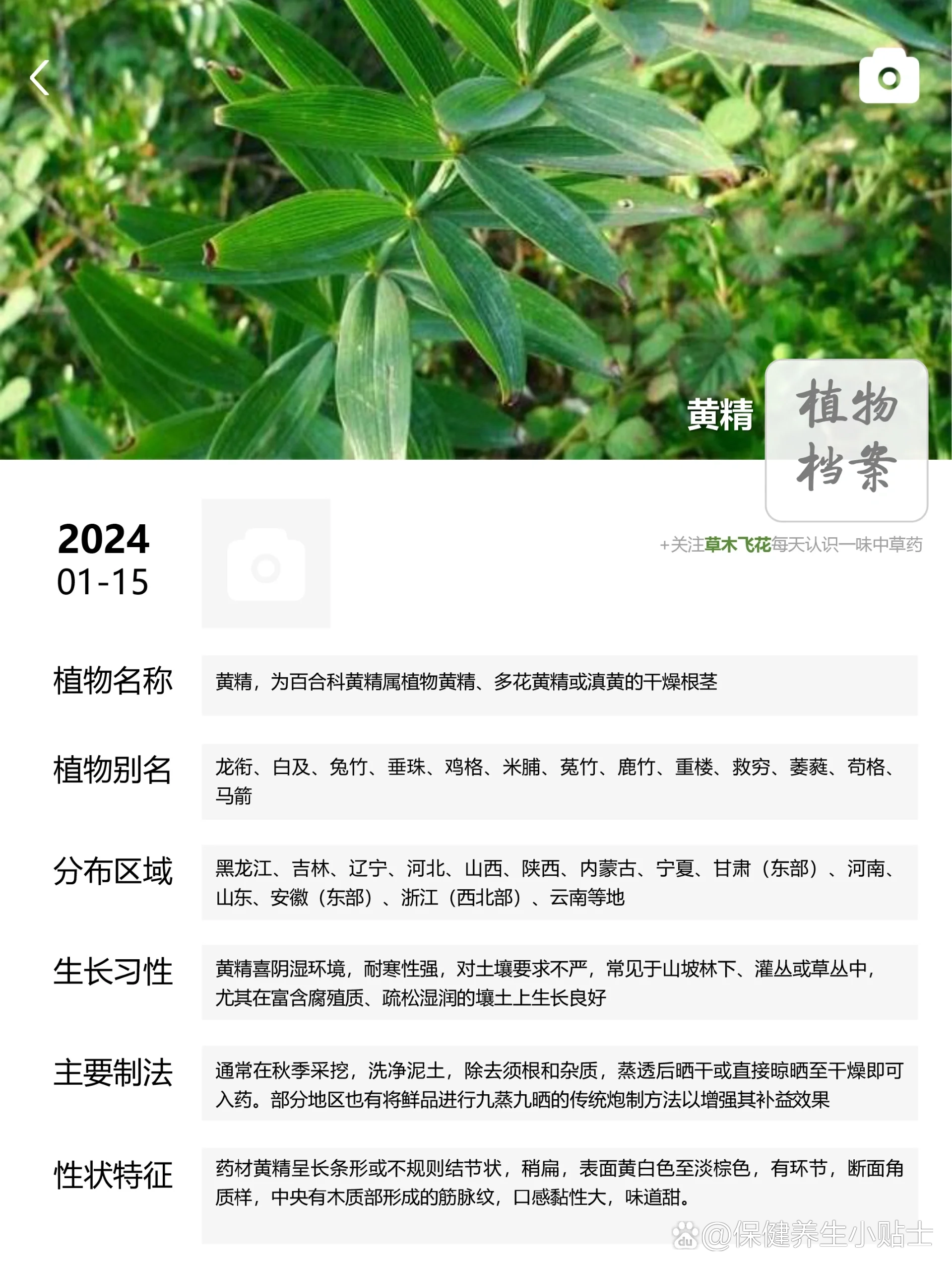 每天认识一味中草药-黄精92