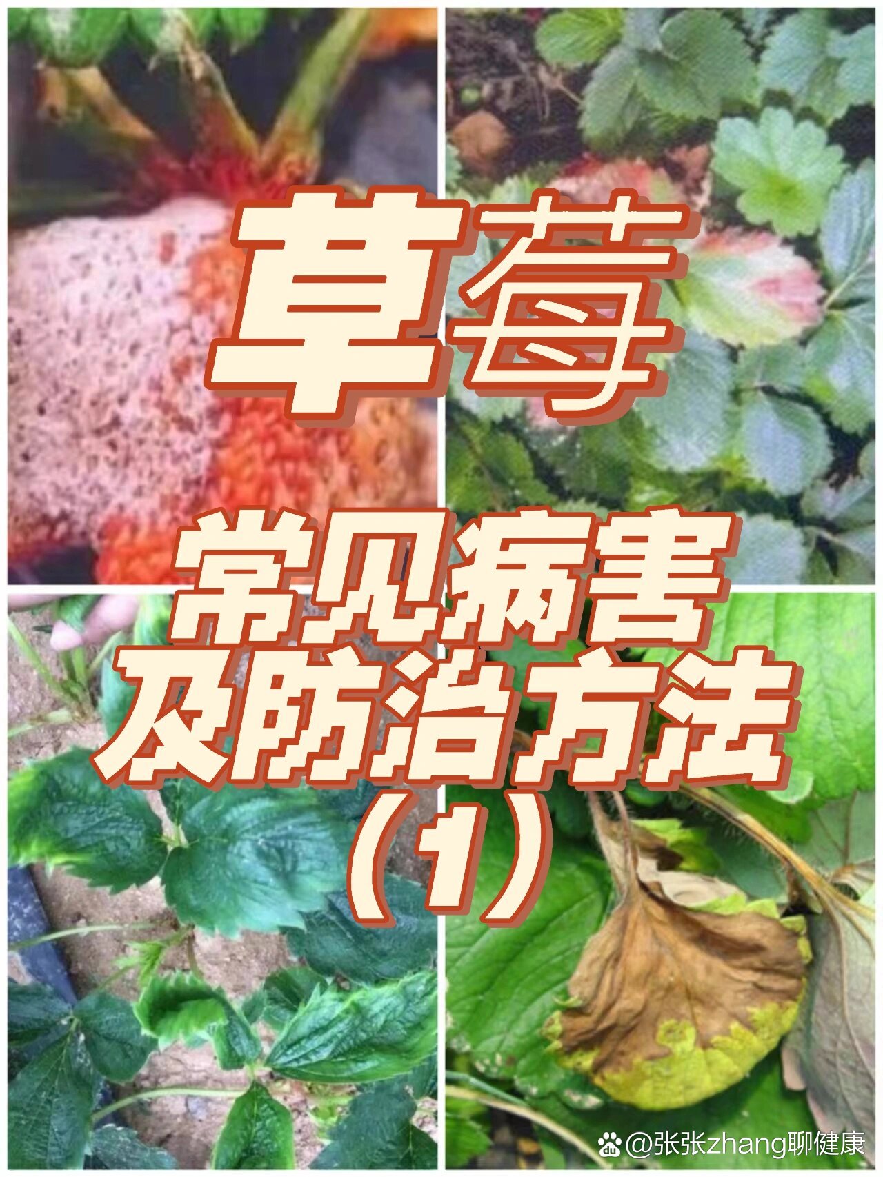 草莓常见病害及防治方法