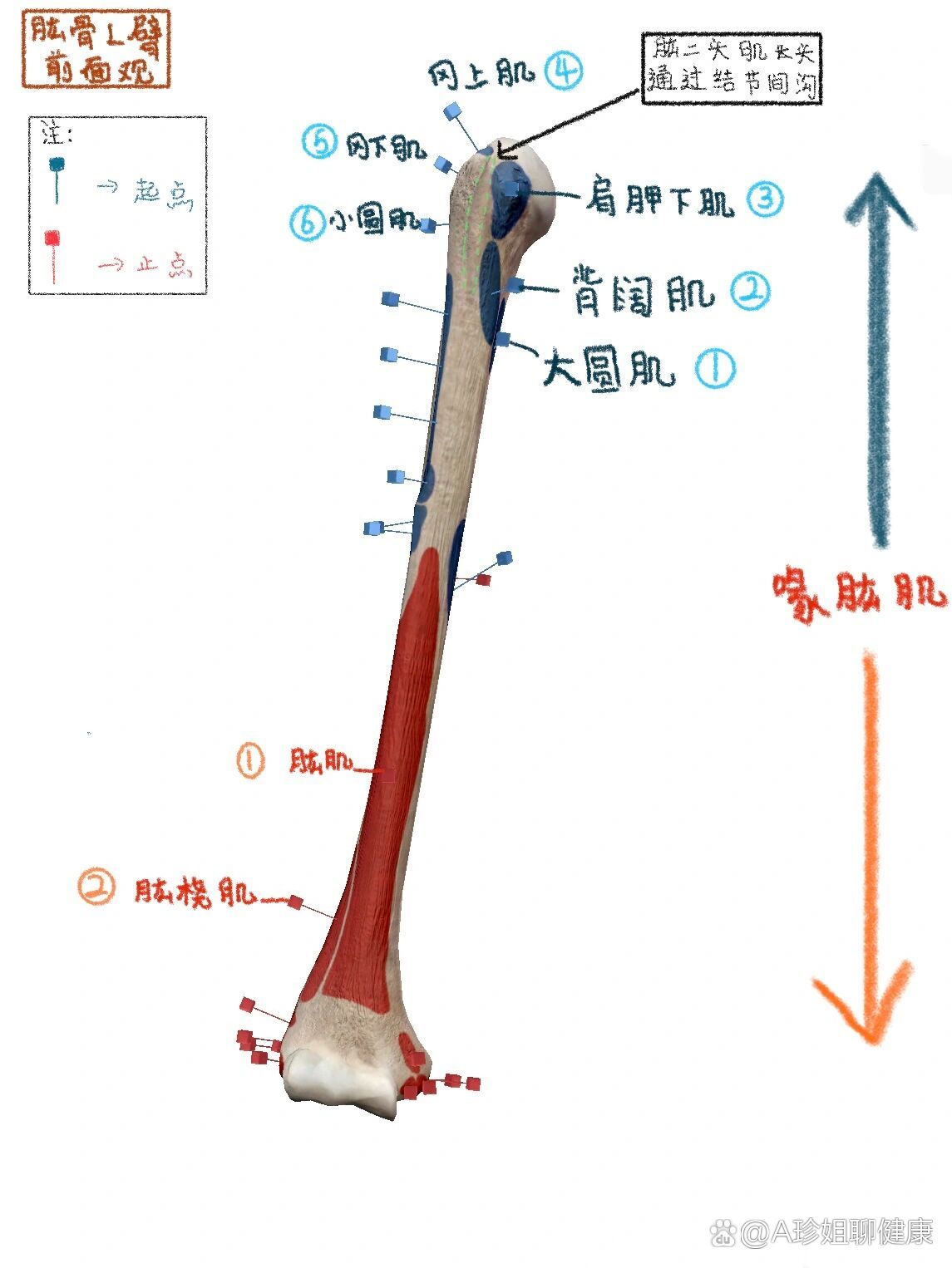 肱骨肌肉图片