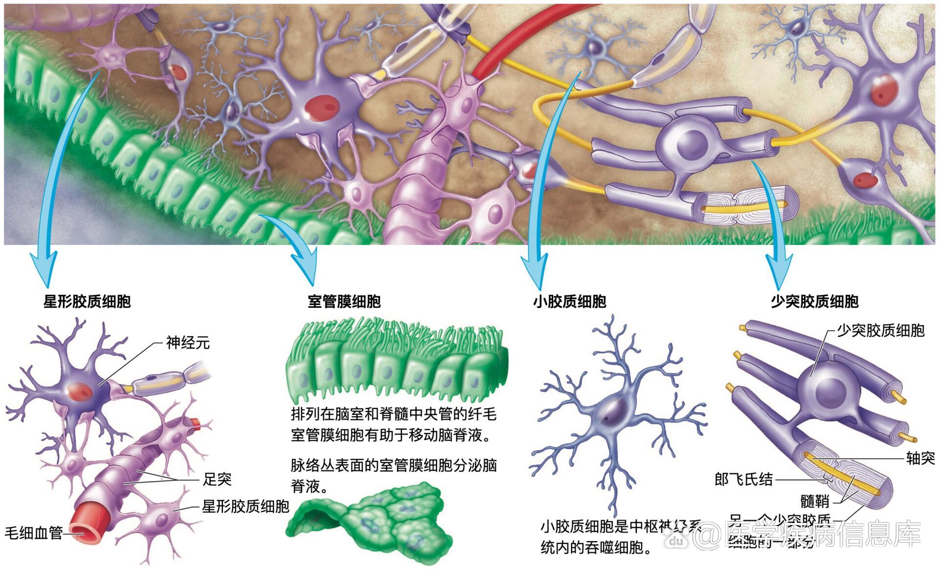 284-神经胶质细胞的类型和作用