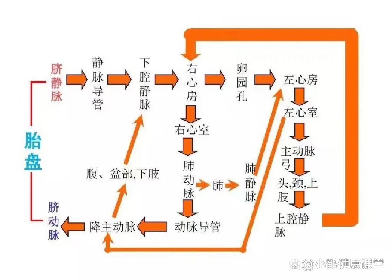 胎儿血液循环解读