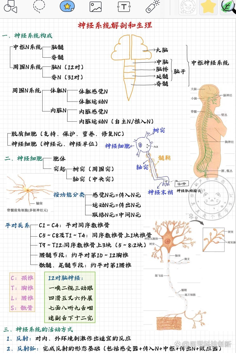 神经系统解剖及生理笔记95