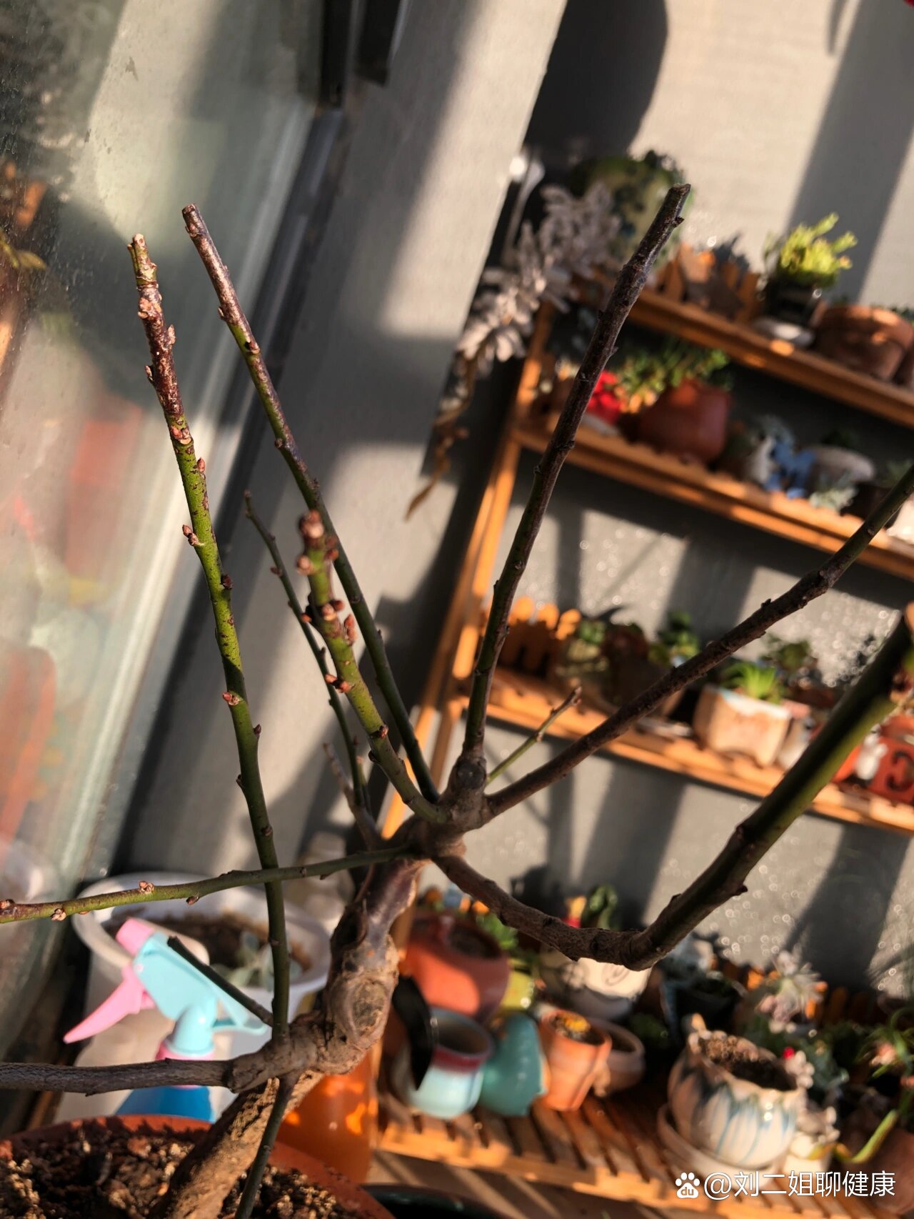  p>红须朱砂原生梅,干枝梅 br>前阵子买了一颗原生红须朱砂梅,也不