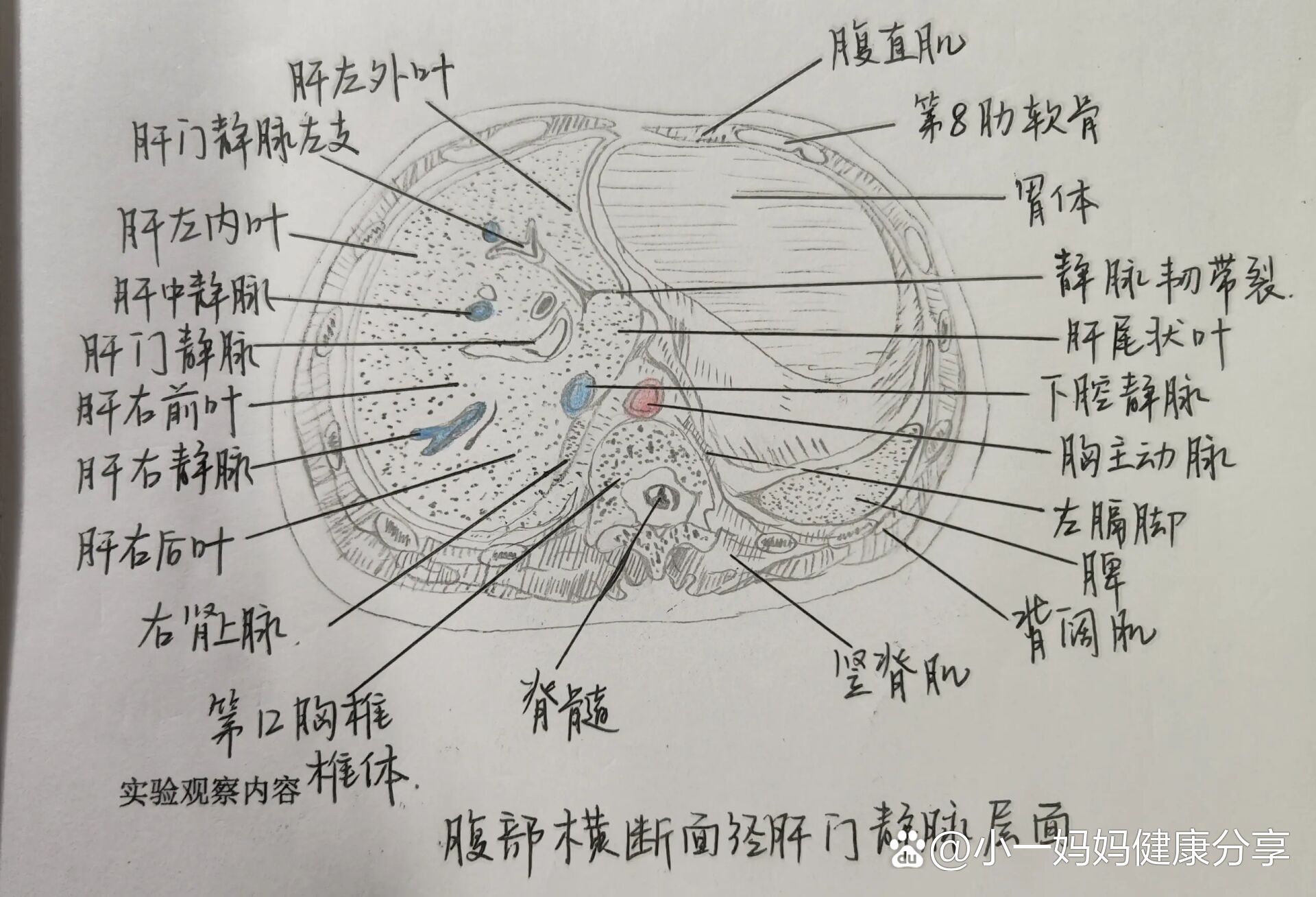 第一肝门横断面图片