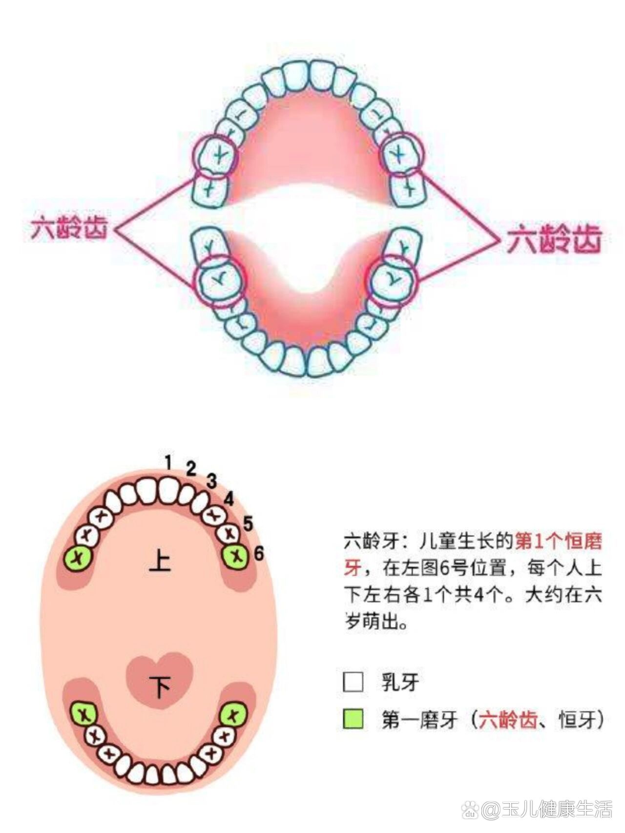 6龄齿图片大全图图片