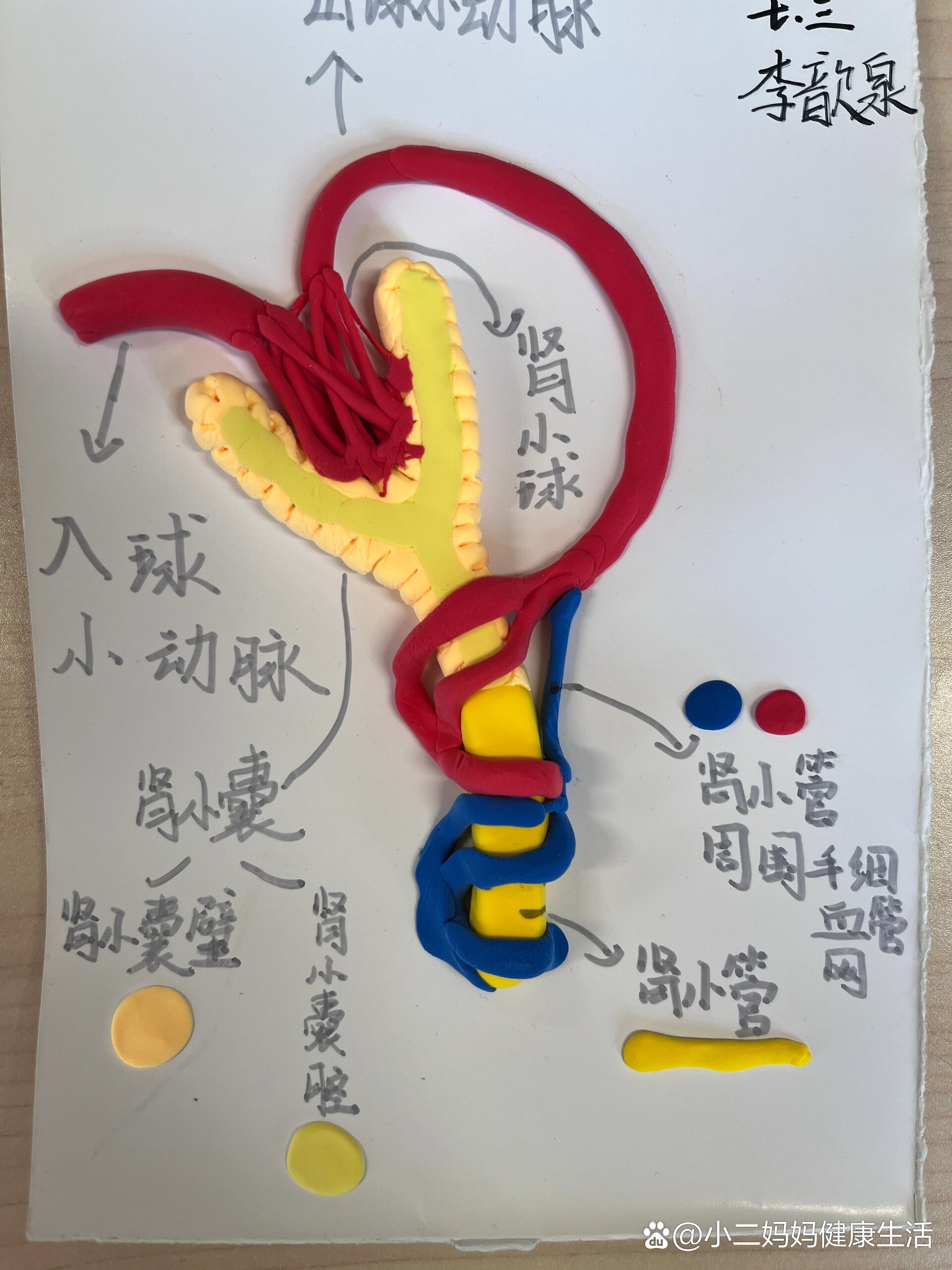 肾脏的结构模型