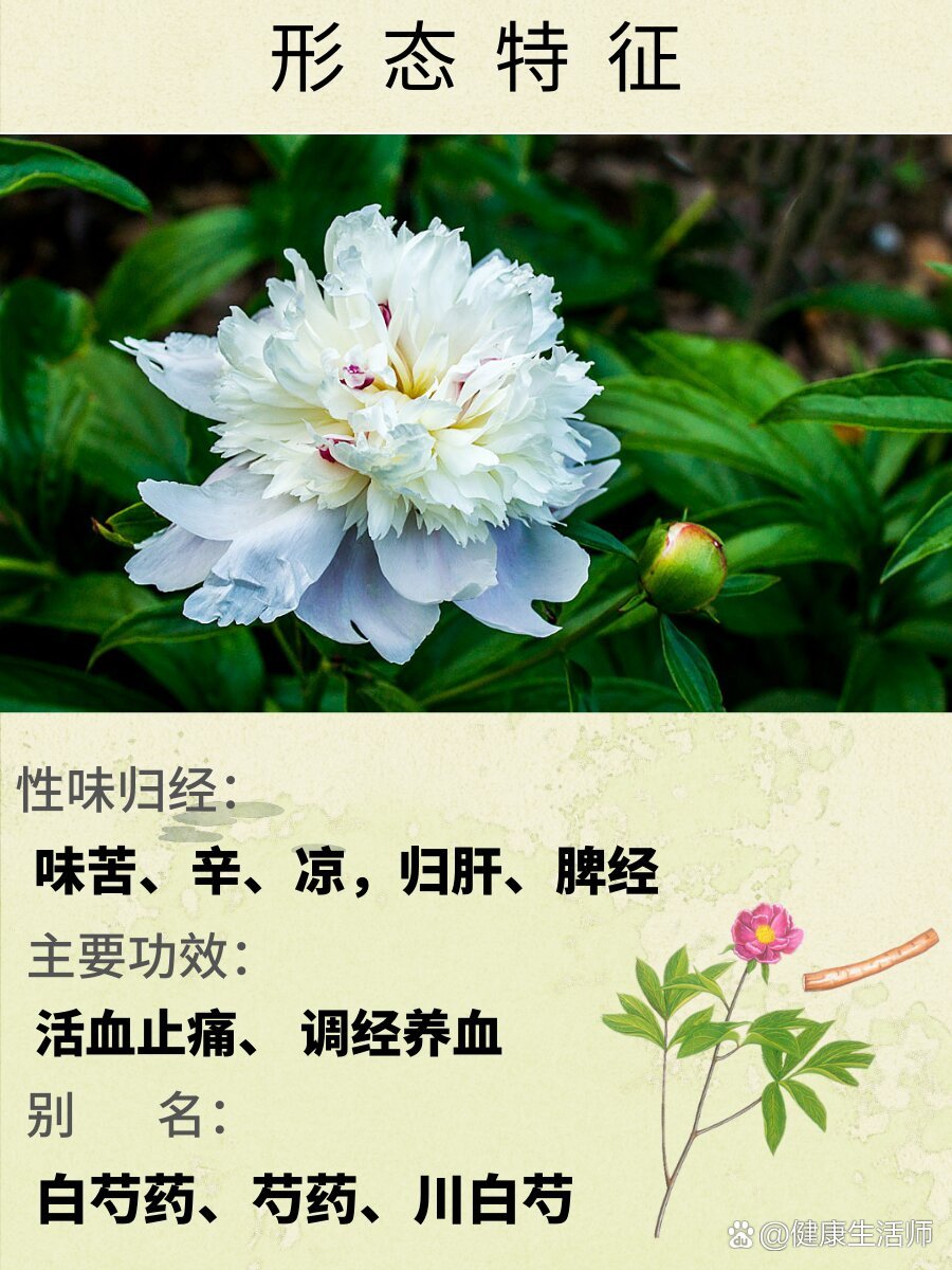 白芍药花语图片