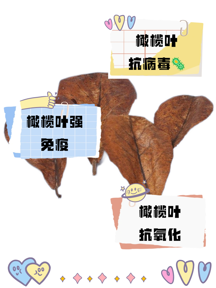 橄榄叶的功效与作用