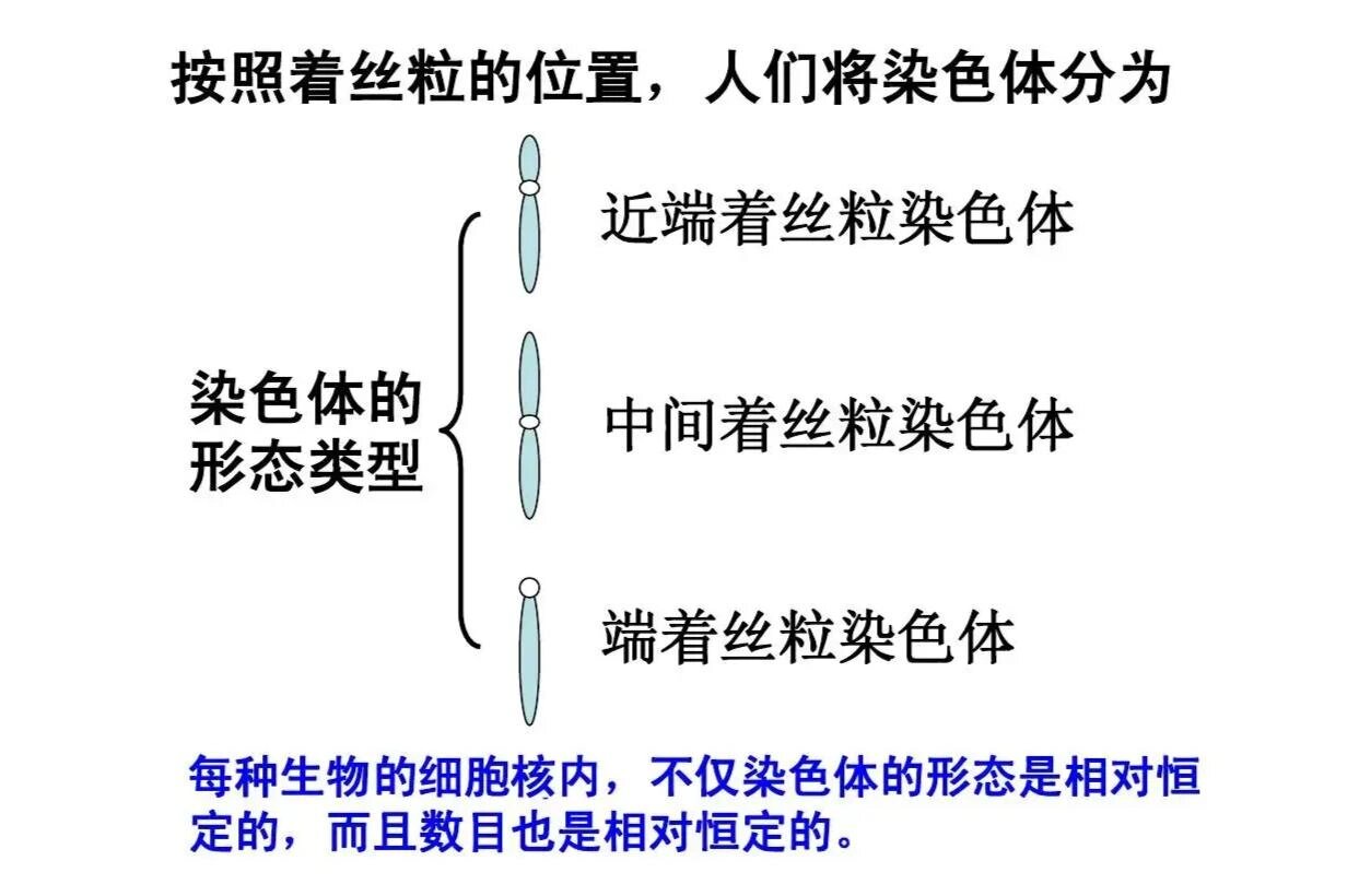 染色体成分图片