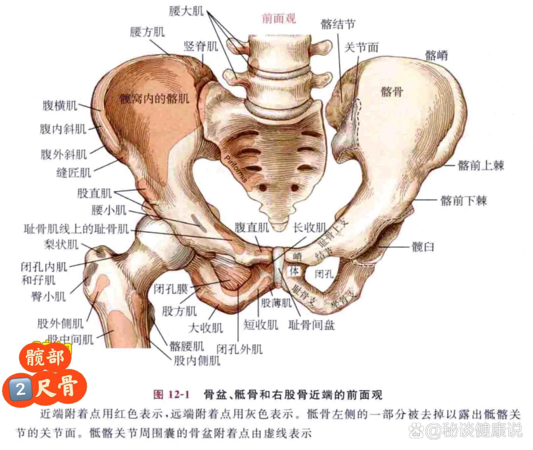 耻骨联合定位图图片