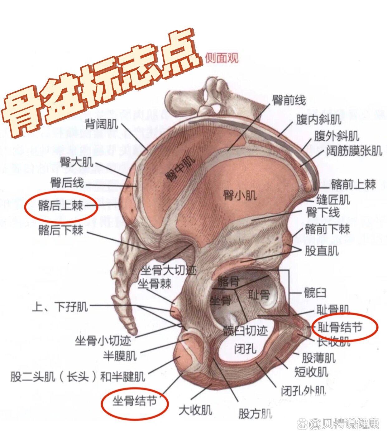 骨性标志乳突图片