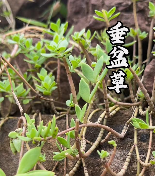 垂盆草的中医价值及其在肝脏疾病治疗中的应用