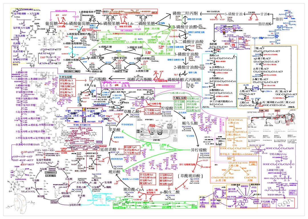  p>生物化学三大代谢图 br>生化代谢图方便理解记忆,能够很好的总结