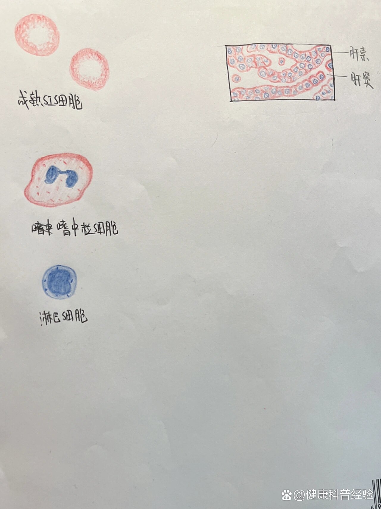细胞手绘图