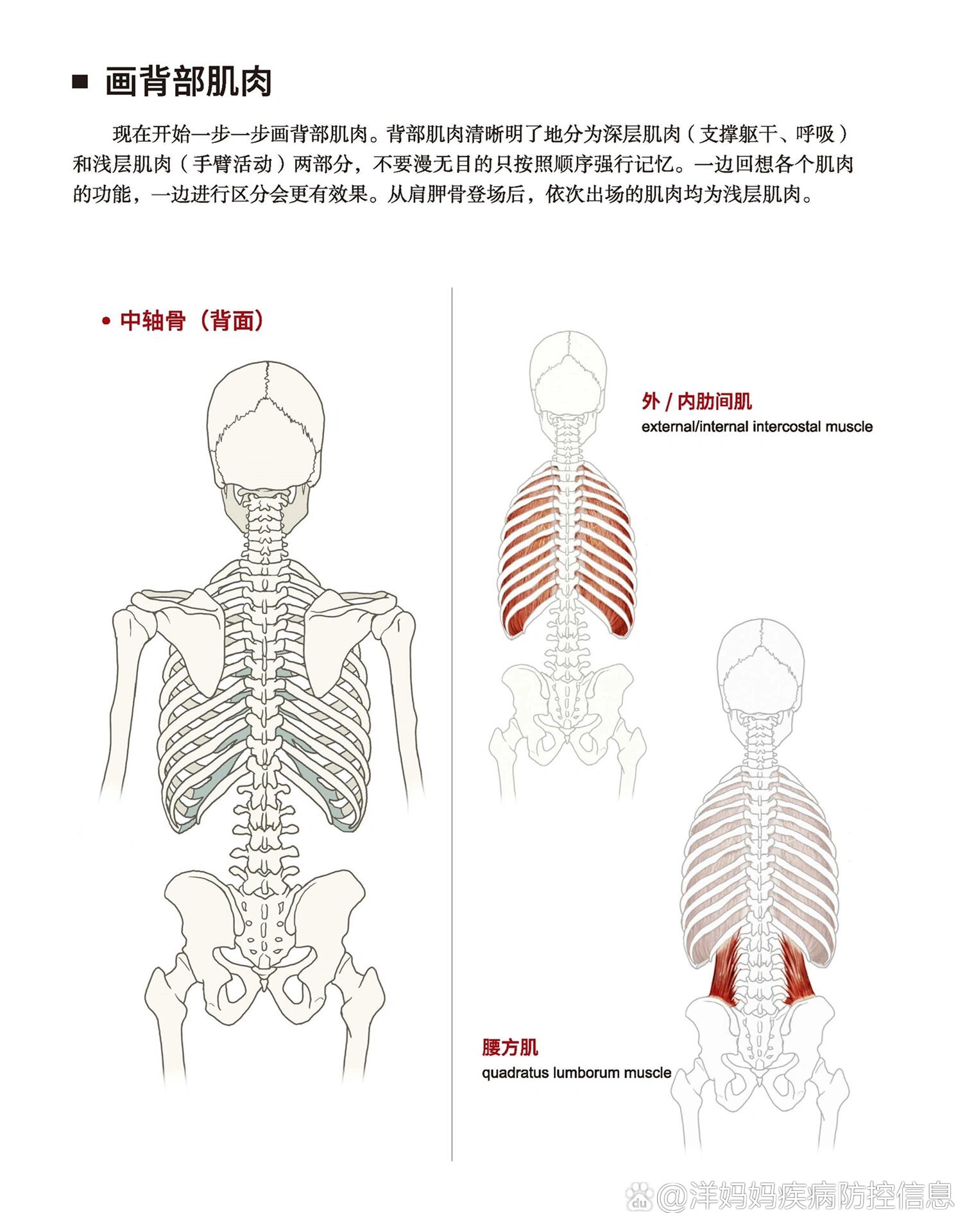 人体结构