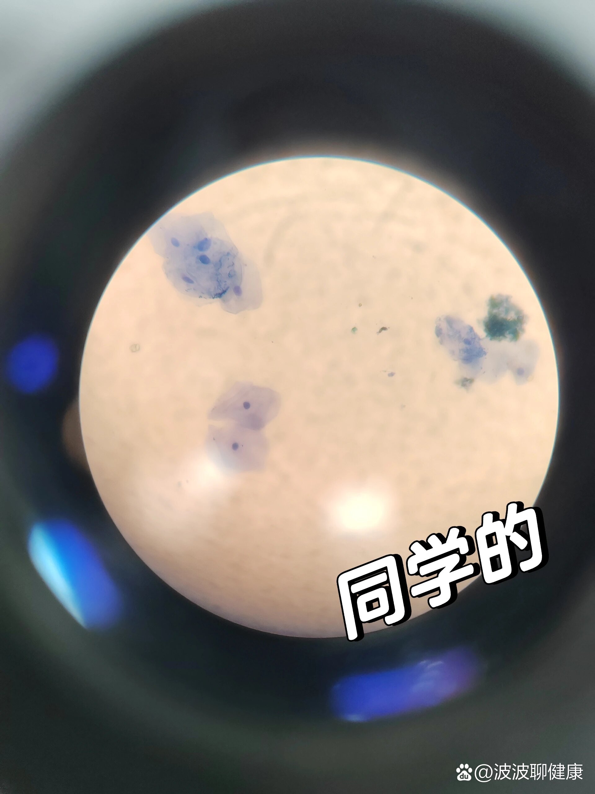 口腔上皮细胞实验报告