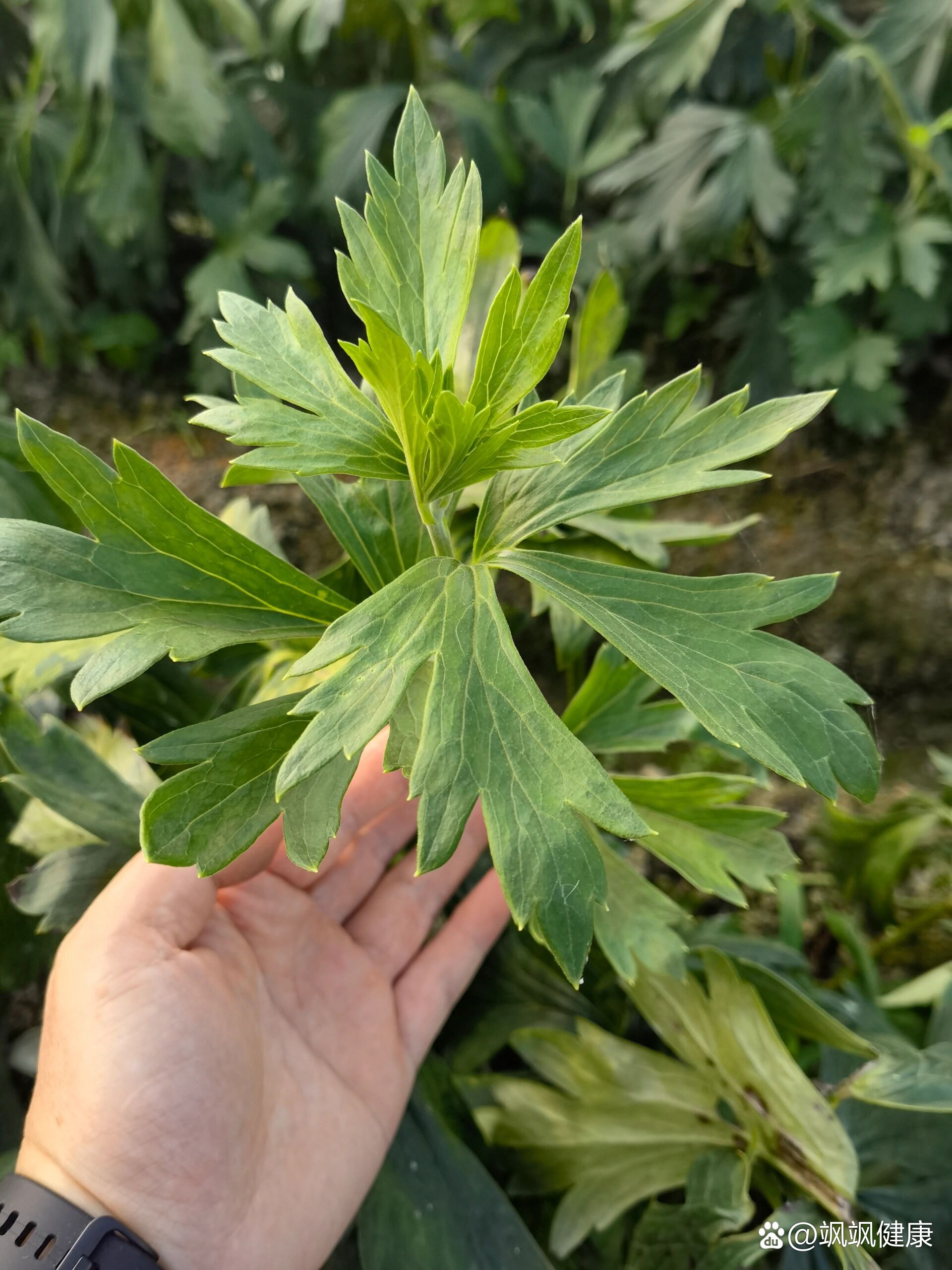 游学四川江油附子种植基地